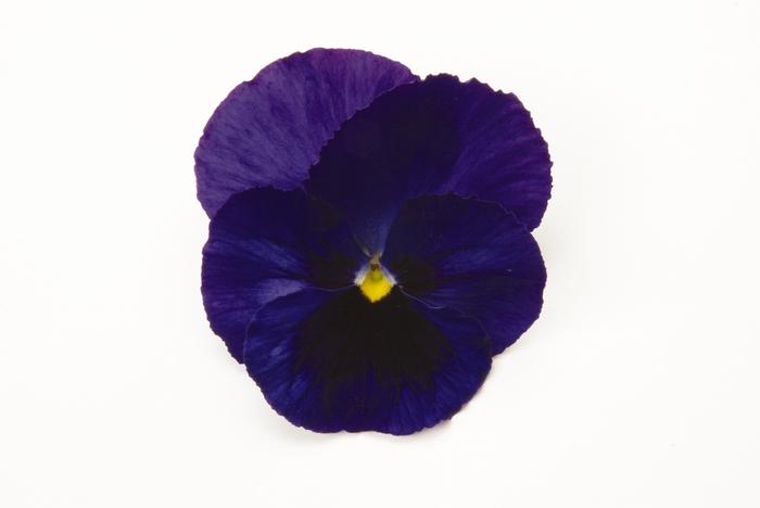 Viola x wittrockiana Matrix® Blue Blotch