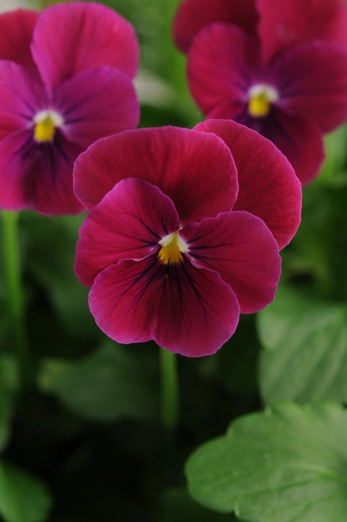Viola cornuta Sorbet® Carmine Rose