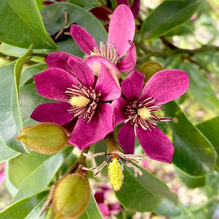 Magnolia Stellar Ruby