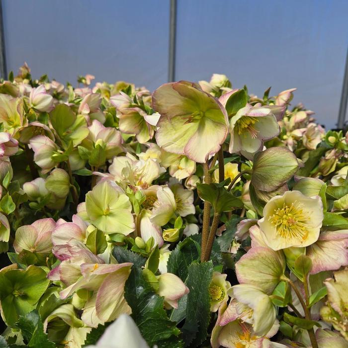 Helleborus HGC&reg; Ice 'n Roses&reg; Picotee