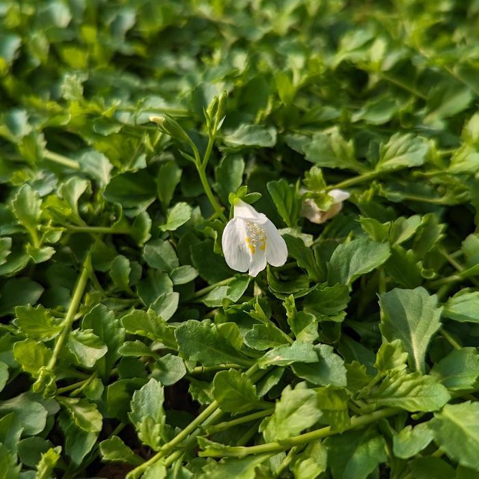 Mazus reptans Alba