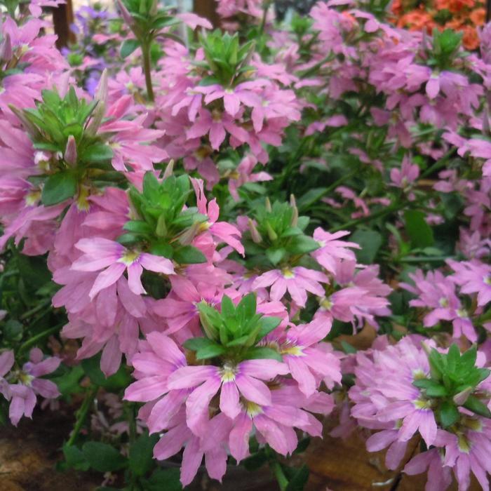 Scaevola aemula Scala Pink Bird