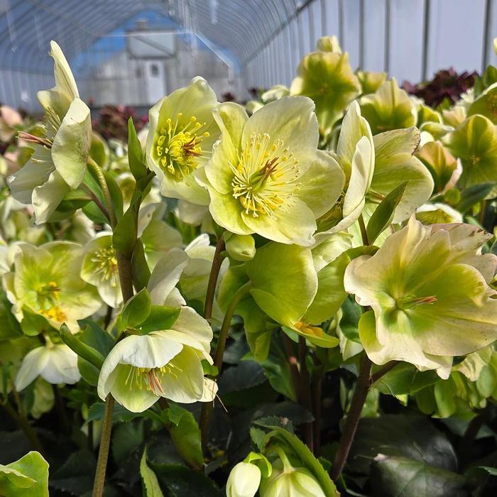 Helleborus HGC&reg; Ice 'n Roses&reg; White