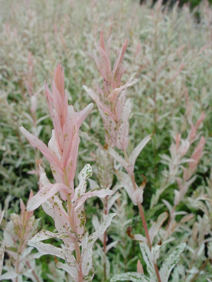 Salix integra Hakuro-Nishiki