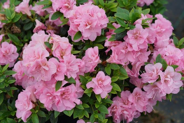 Rhododendron Perfecto Mundo® Double Pink