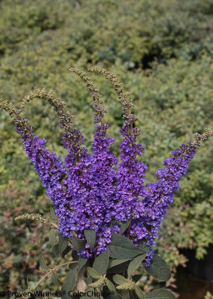 Buddleia Lo & Behold® Blue Chip Jr.
