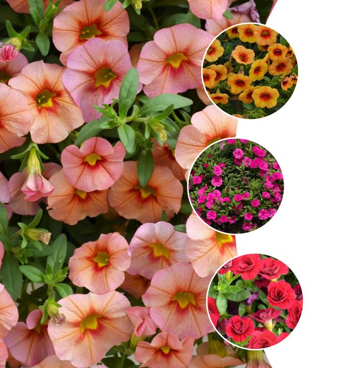 Calibrachoa MiniFamous® Series
