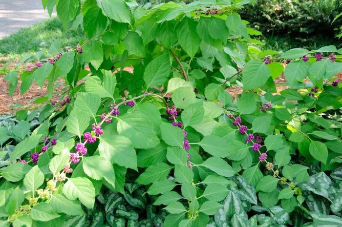 Callicarpa americana 