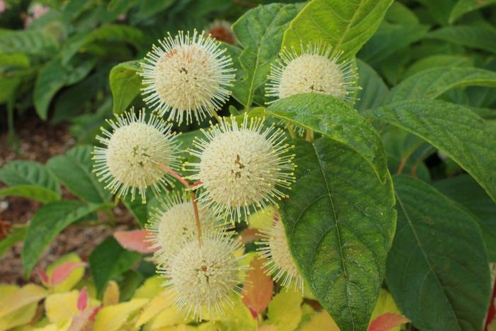 Cephalanthus occidentalis Sugar Shack®