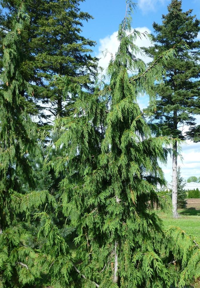 Chamaecyparis nootkatensis Jubilee