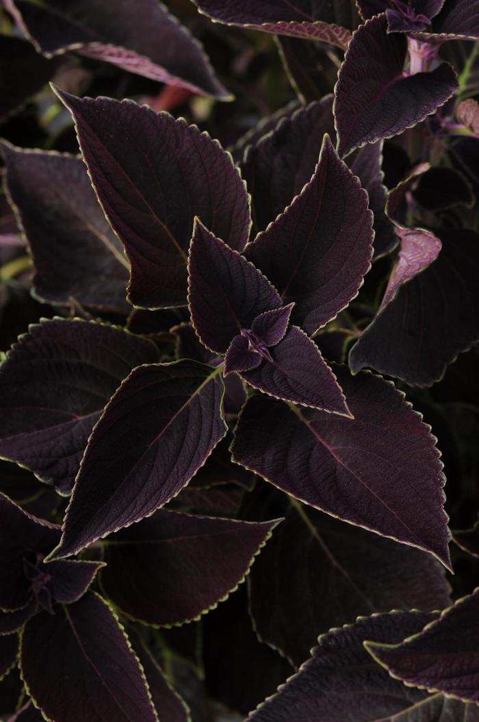 Coleus scutellarioides Volcanica™ Vino