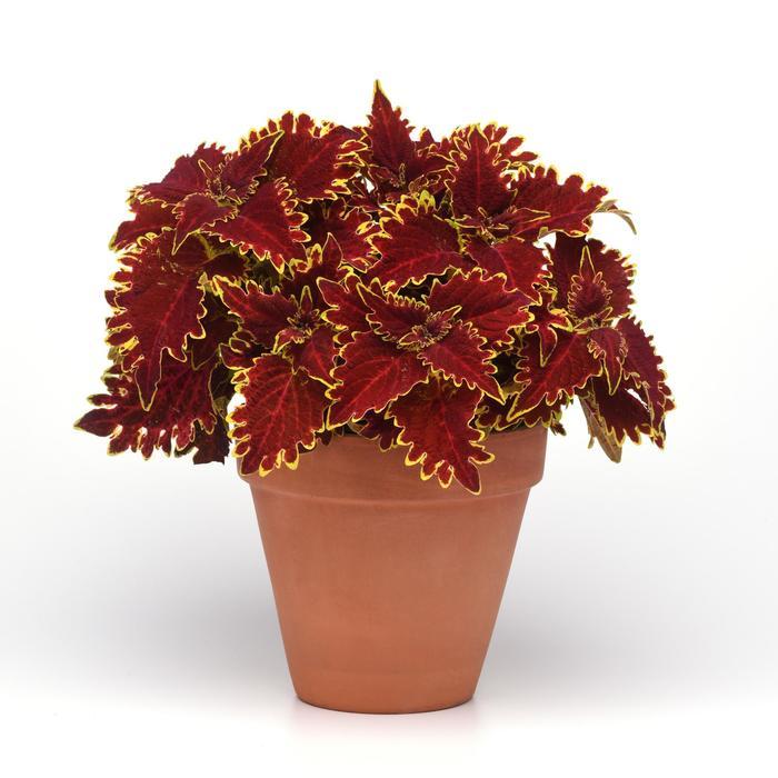 Coleus scutellarioides ChargedUp™ Vulcan