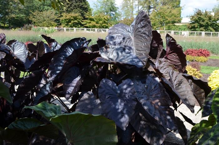 Colocasia esculenta Black Ruffles