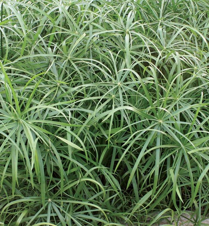 Cyperus involucratus Graceful Grasses® Baby Tut®