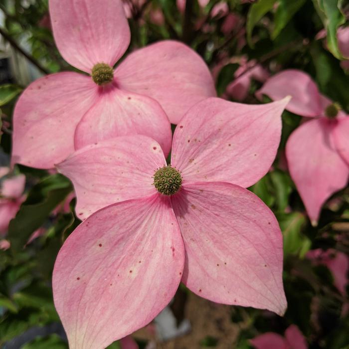 Cornus kousa Scarlet Fire&reg;