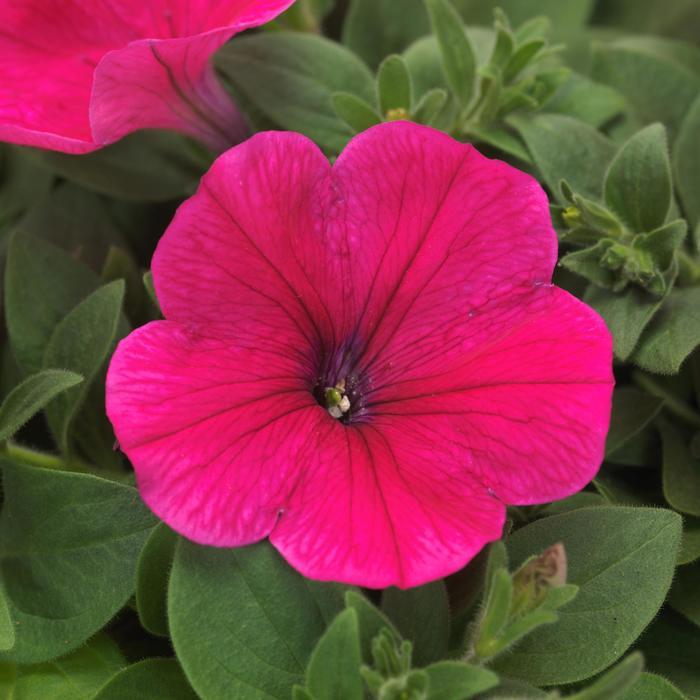 Petunia Easy Wave® Rose