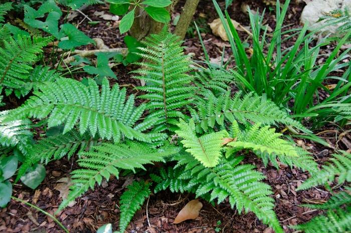 Polystichum polyblepharum 