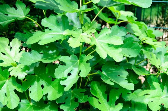 Ficus carica Ischia