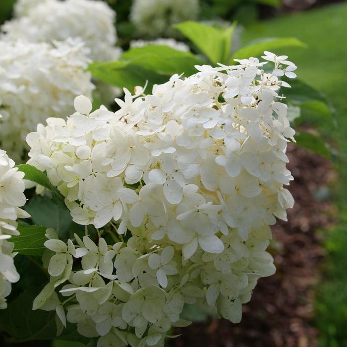 Hydrangea paniculata Puffer Fish®