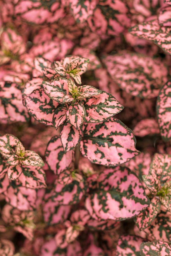 Hypoestes phyllostachya Hippo® Pink