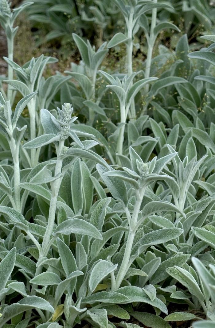 Stachys byzantina 