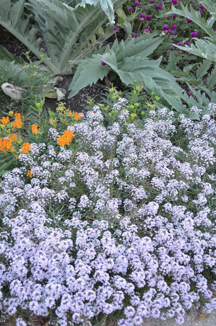 Lobularia Blushing Princess®
