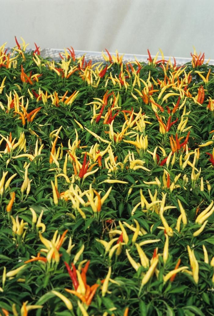 Capsicum annuum Medusa