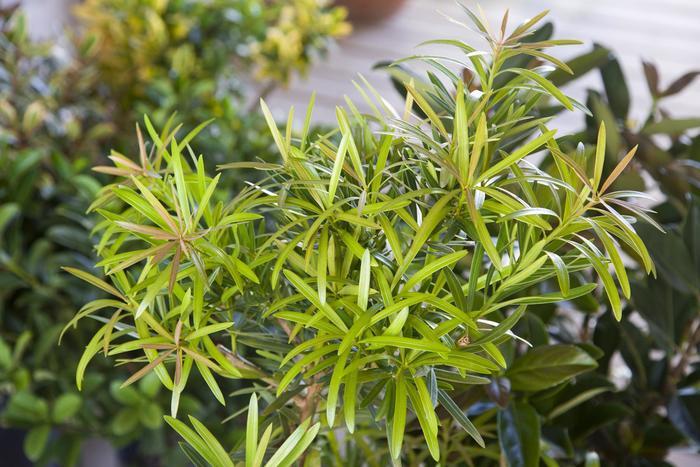 Podocarpus macrophyllus Mood Ring™