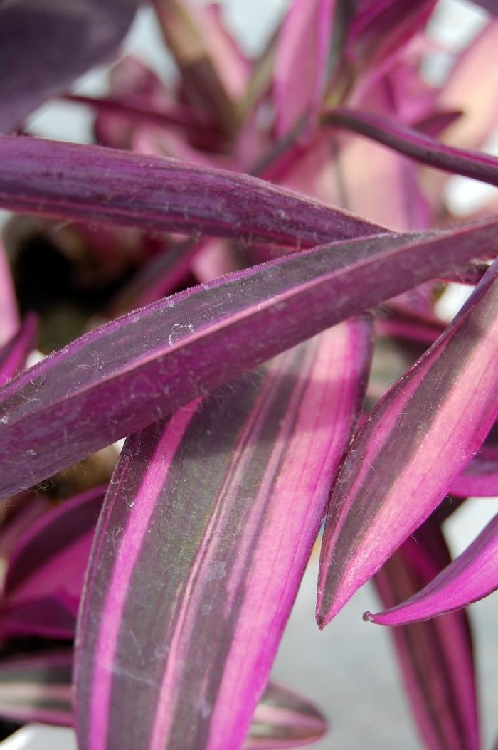 Setcreasea Pink Stripes™