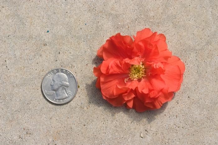 Chaenomeles speciosa Double Take® Orange