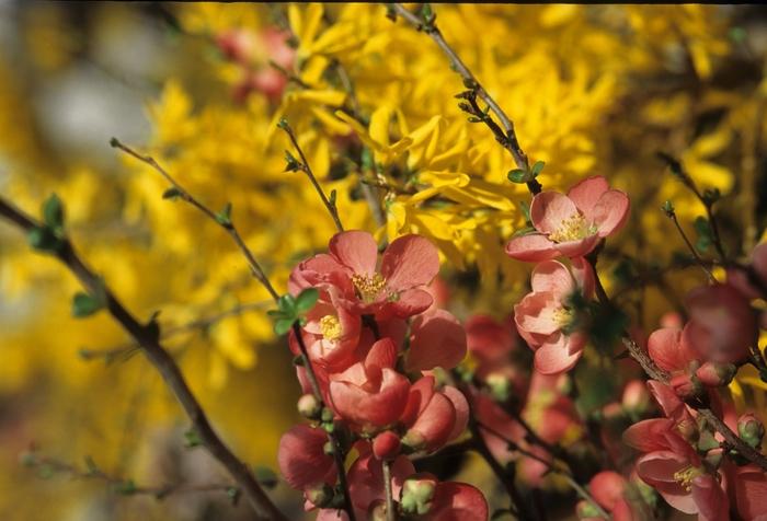 Chaenomeles speciosa Texas Scarlet