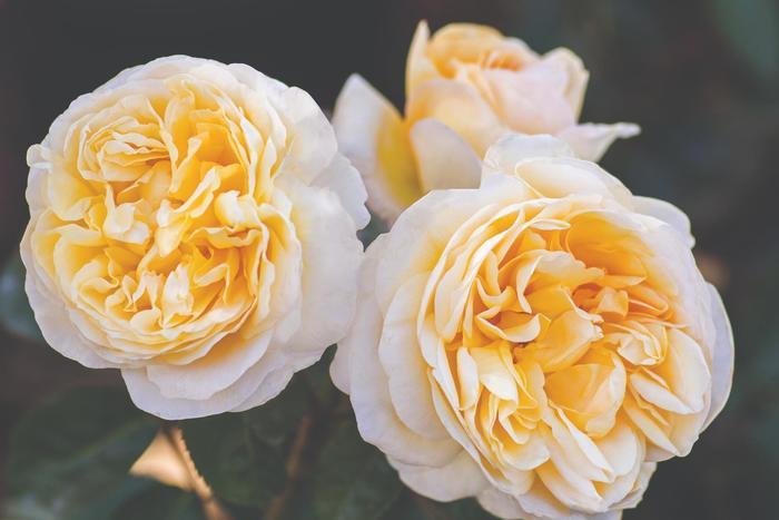 Rosa Romantica&reg; Moonlight