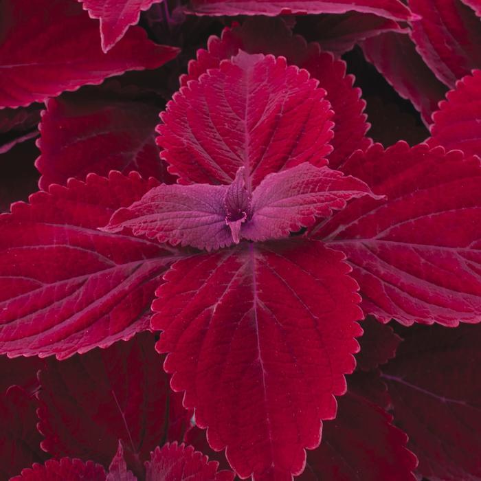 Coleus Main Street Beale Street