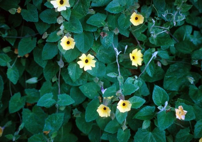 Thunbergia alata Sunny™ Lemon Star