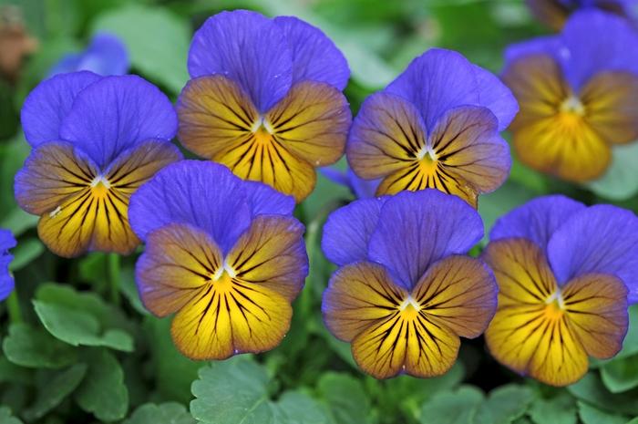 Viola cornuta Sorbet® XP Morpho