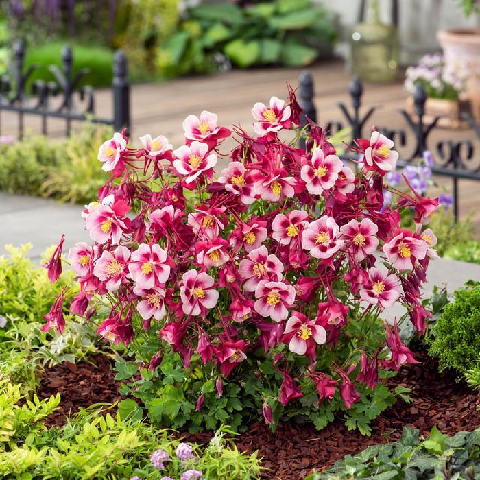Aquilegia caerulea Earlybird™ Red White