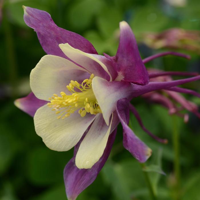 Aquilegia caerulea Earlybird™ Purple Yellow