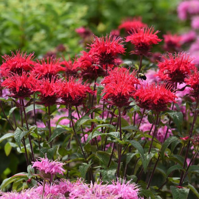 Monarda didyma BeeMine™ Red