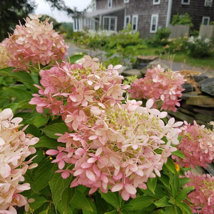 Hydrangea paniculata Phantom