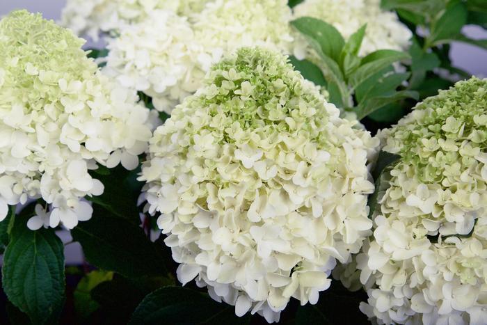 Hydrangea paniculata White Wedding®