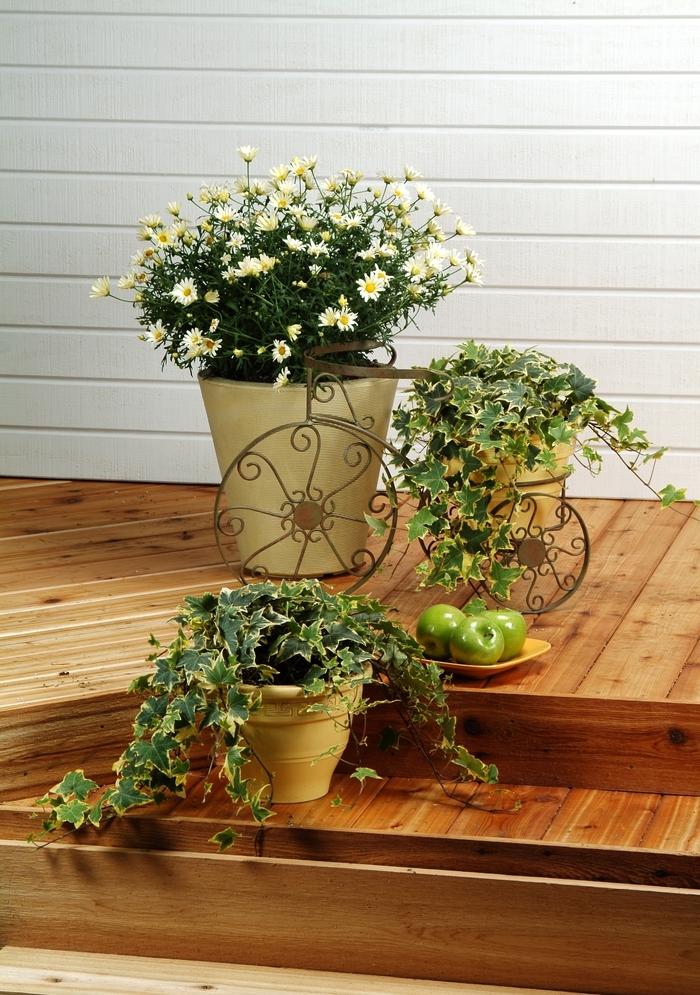 Hedera helix Yellow Ripple