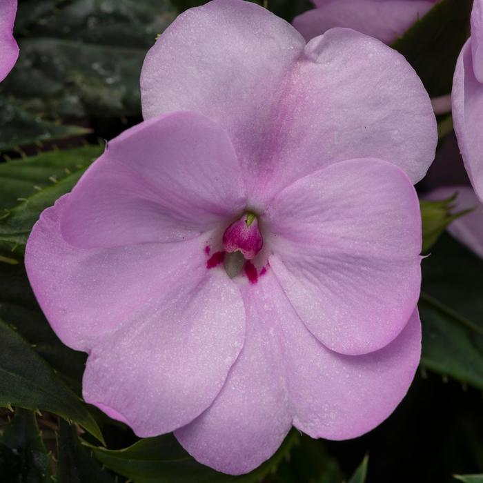 Impatiens SunPatiens® Orchid Blush