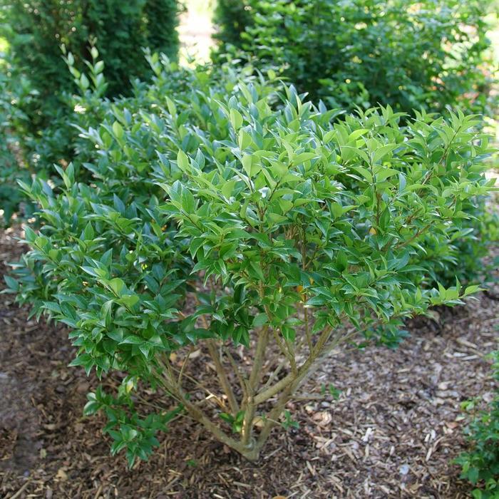 Ligustrum japonicum Kindly®