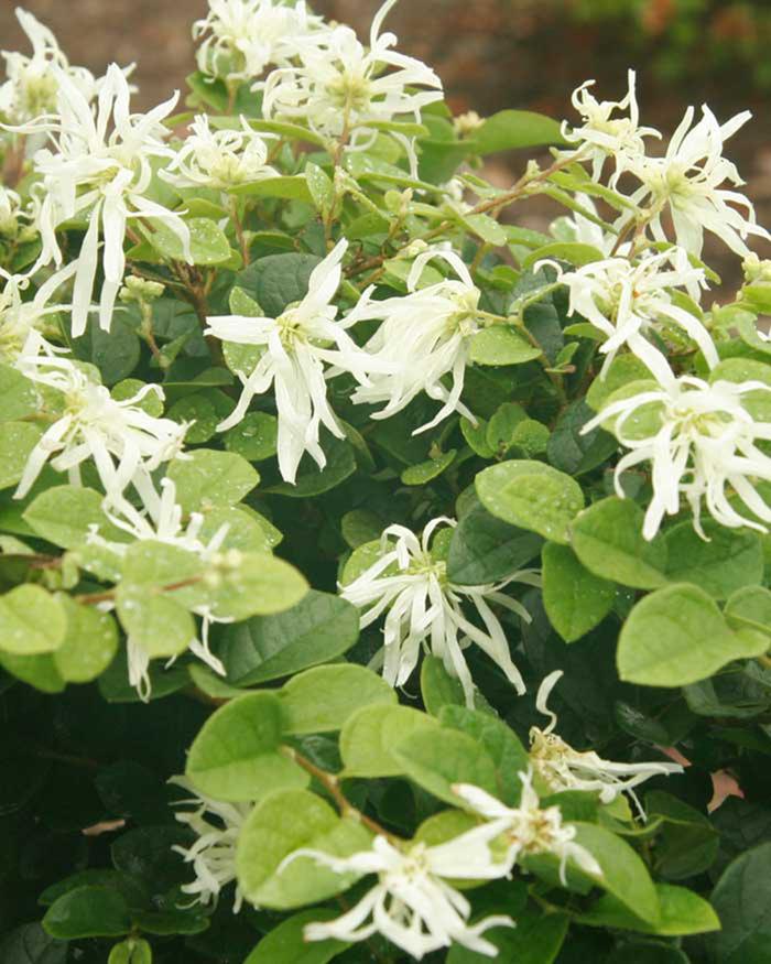 Loropetalum chinense Emerald Snow®
