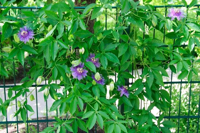 Passiflora Incense