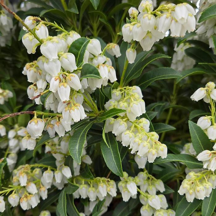 Pieris japonica Purity