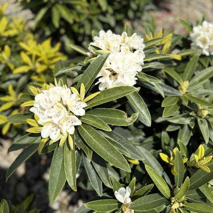 Rhododendron David Leach hybrid Capistrano