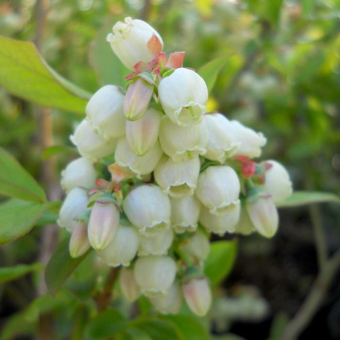 Vaccinium corymbosum Patriot