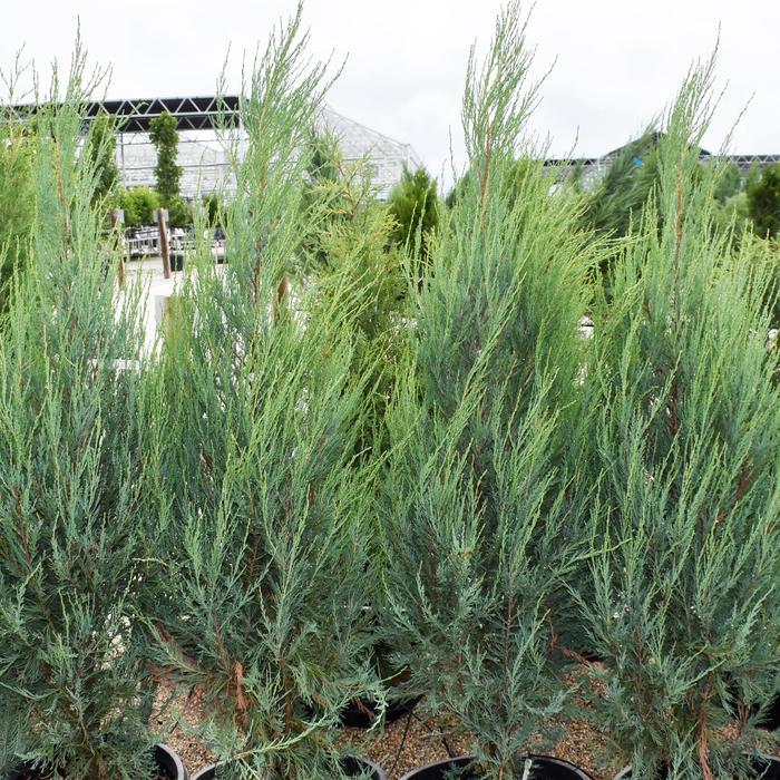 Juniperus scopulorum Skyrocket