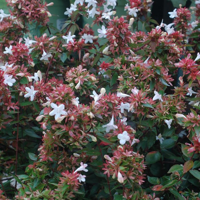 Abelia x grandiflora Little Richard